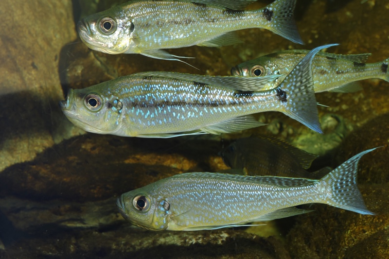 Haplotaxodon microlepis 'Cape Kabogo'